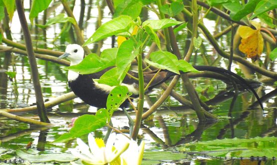 Indian Paradise Fly Catcher