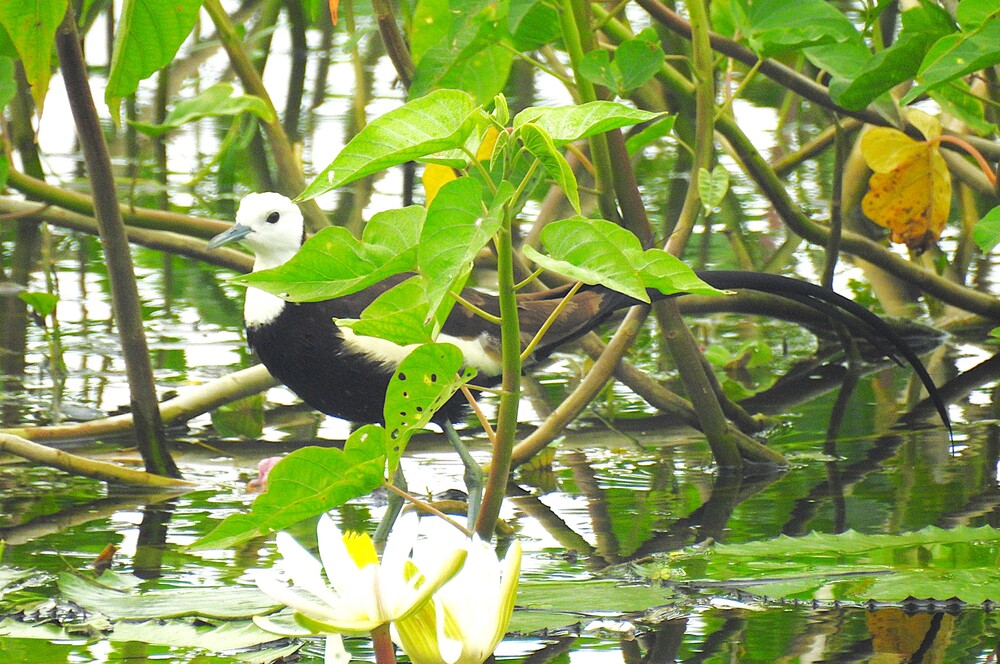 Indian Paradise Fly Catcher