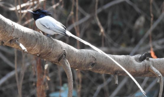 Asian Paradise Flycatcher