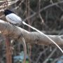 Asian Paradise Flycatcher