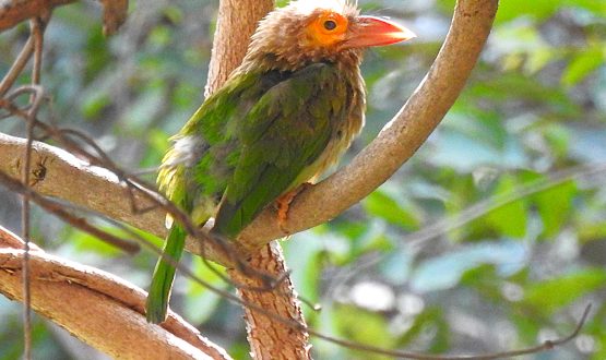 Anuvavi Kovai bird watching