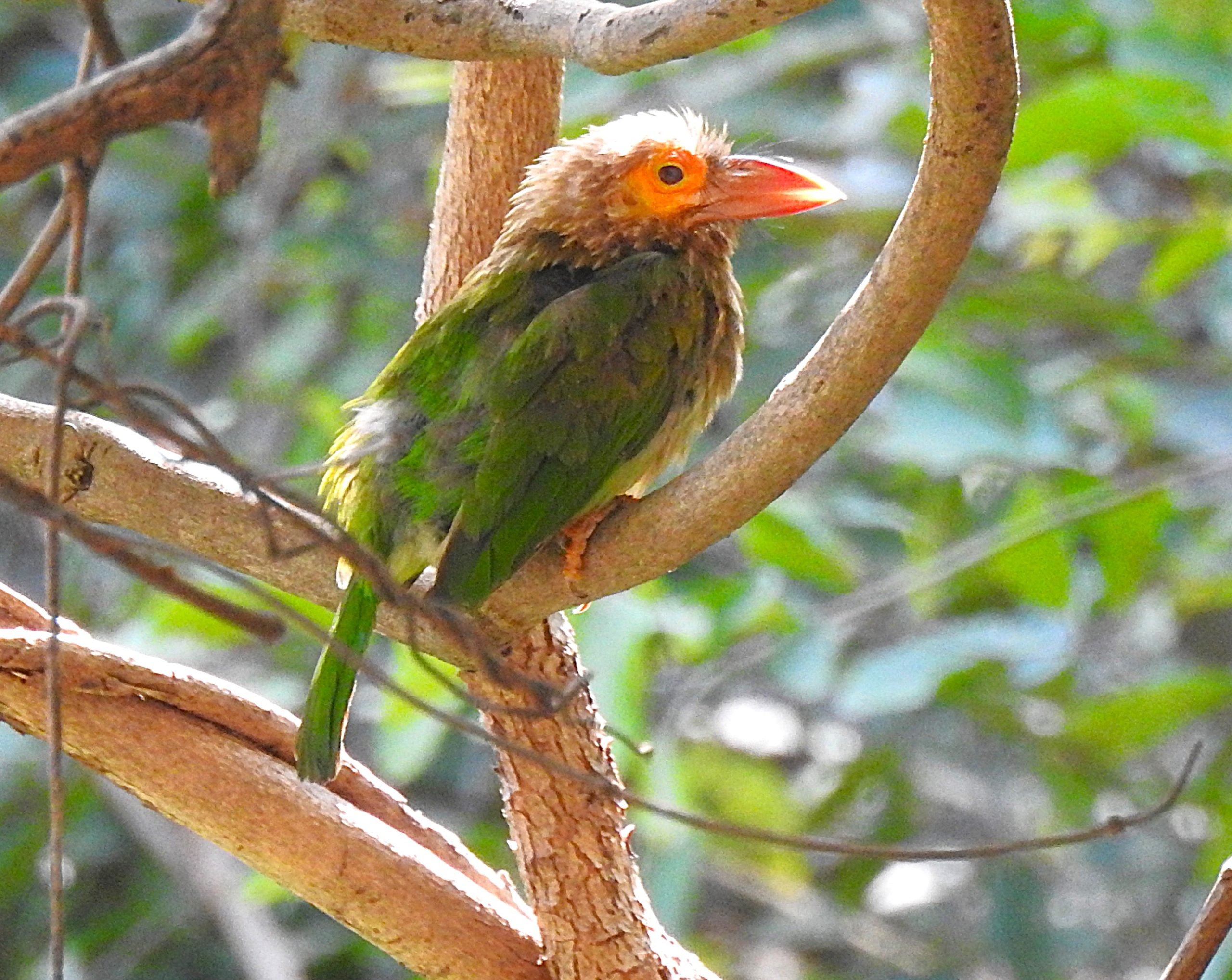 Anuvavi Kovai bird watching