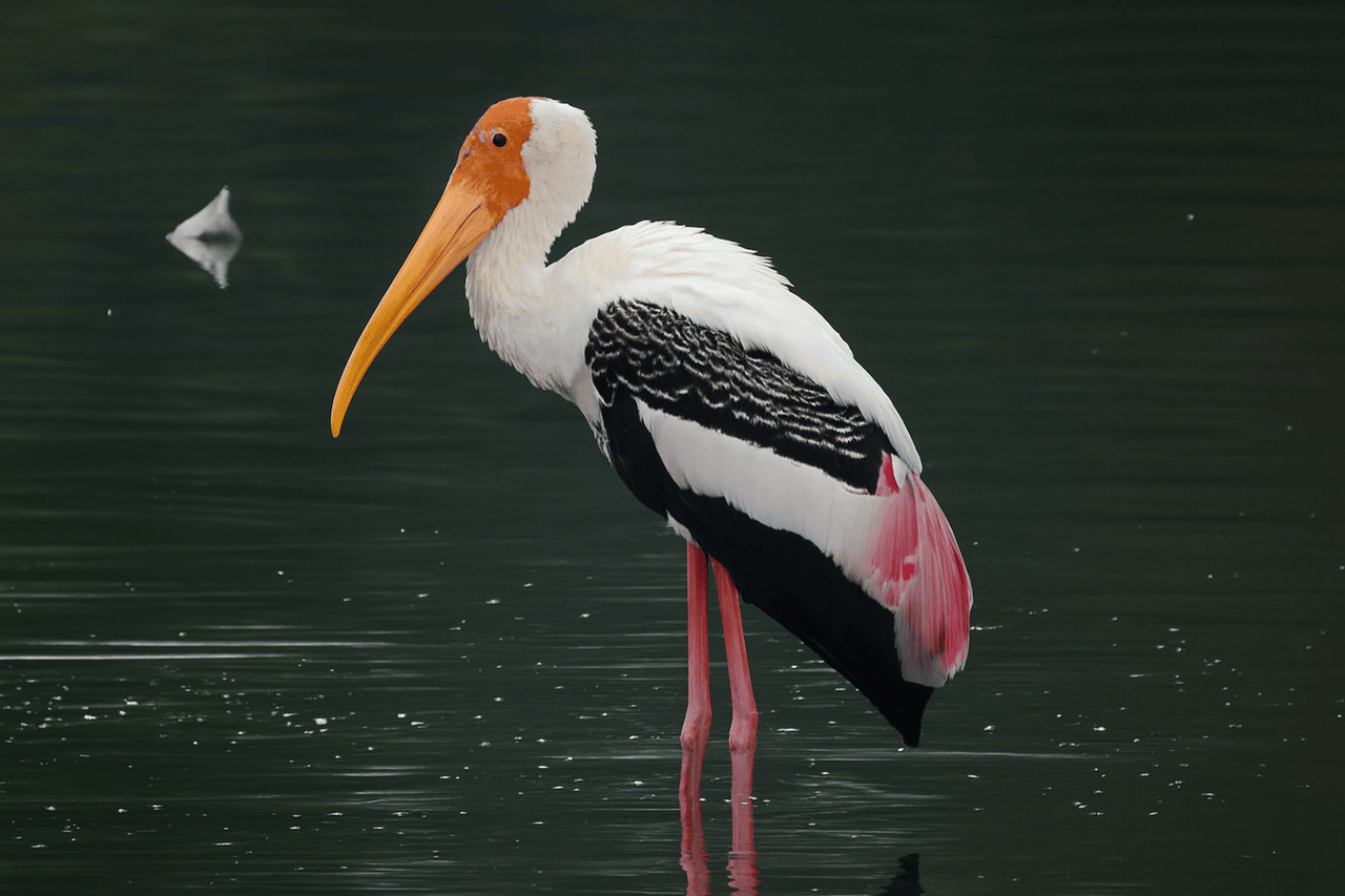 Painted Stork