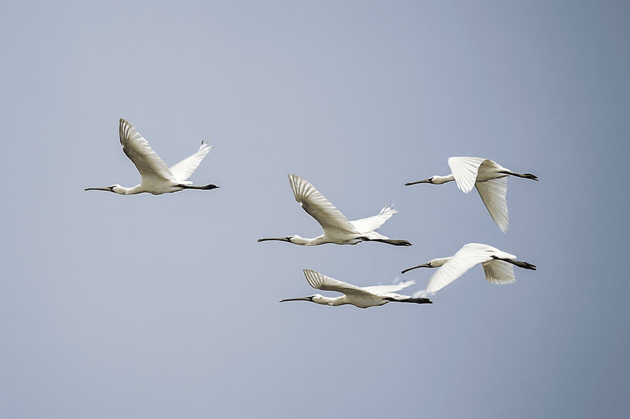 Eurasian Spoonbills