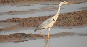 Grey-Heron_S_PL_180407-1024x768