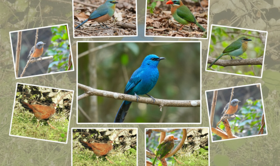 Kovai Birders Anuvavi Bird Count