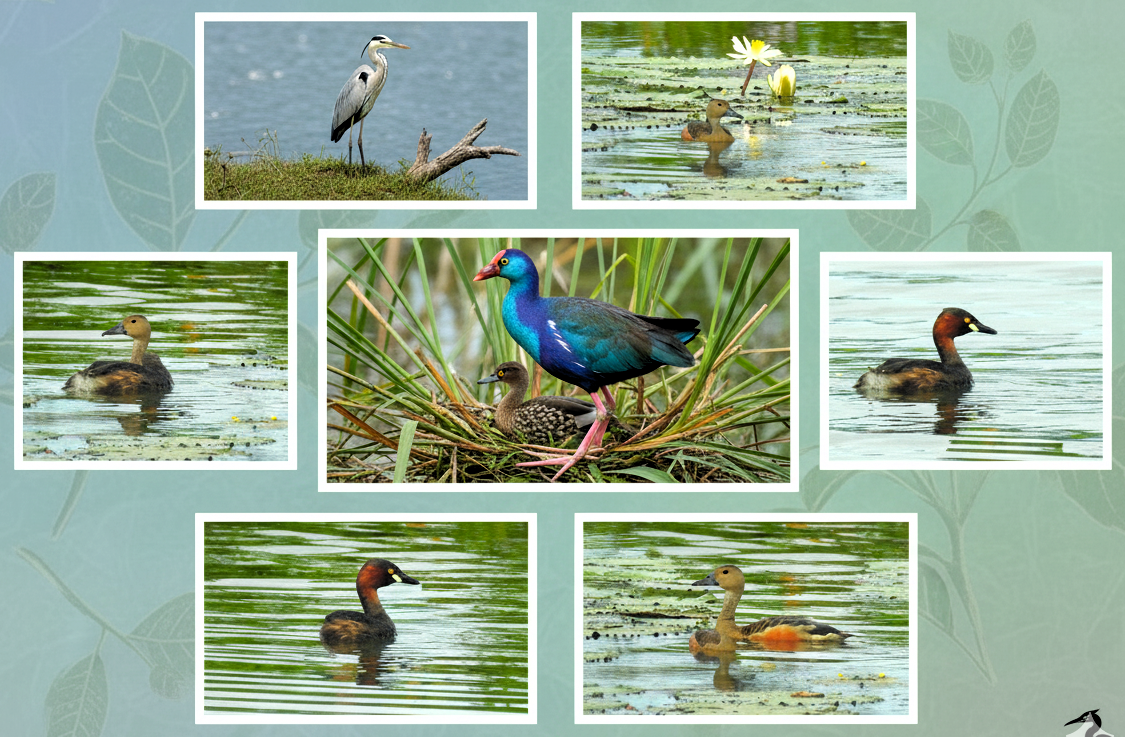 Kovai Birders Perur Lake Count