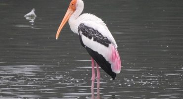 Painted-Stork_S_SL_161014-1024x768