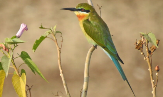 Periodic Bird Monitoring
