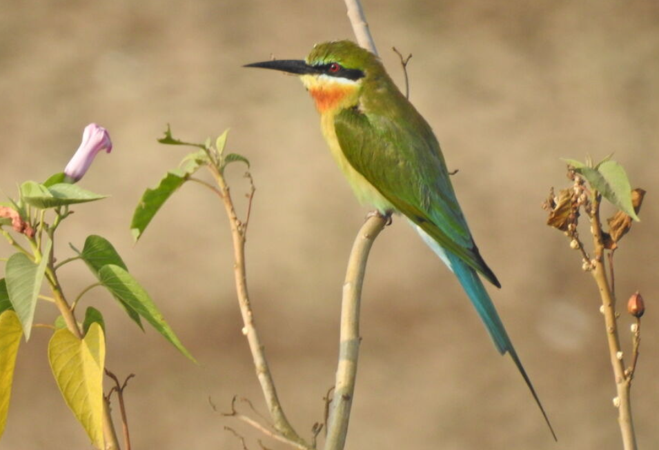 Periodic Bird Monitoring