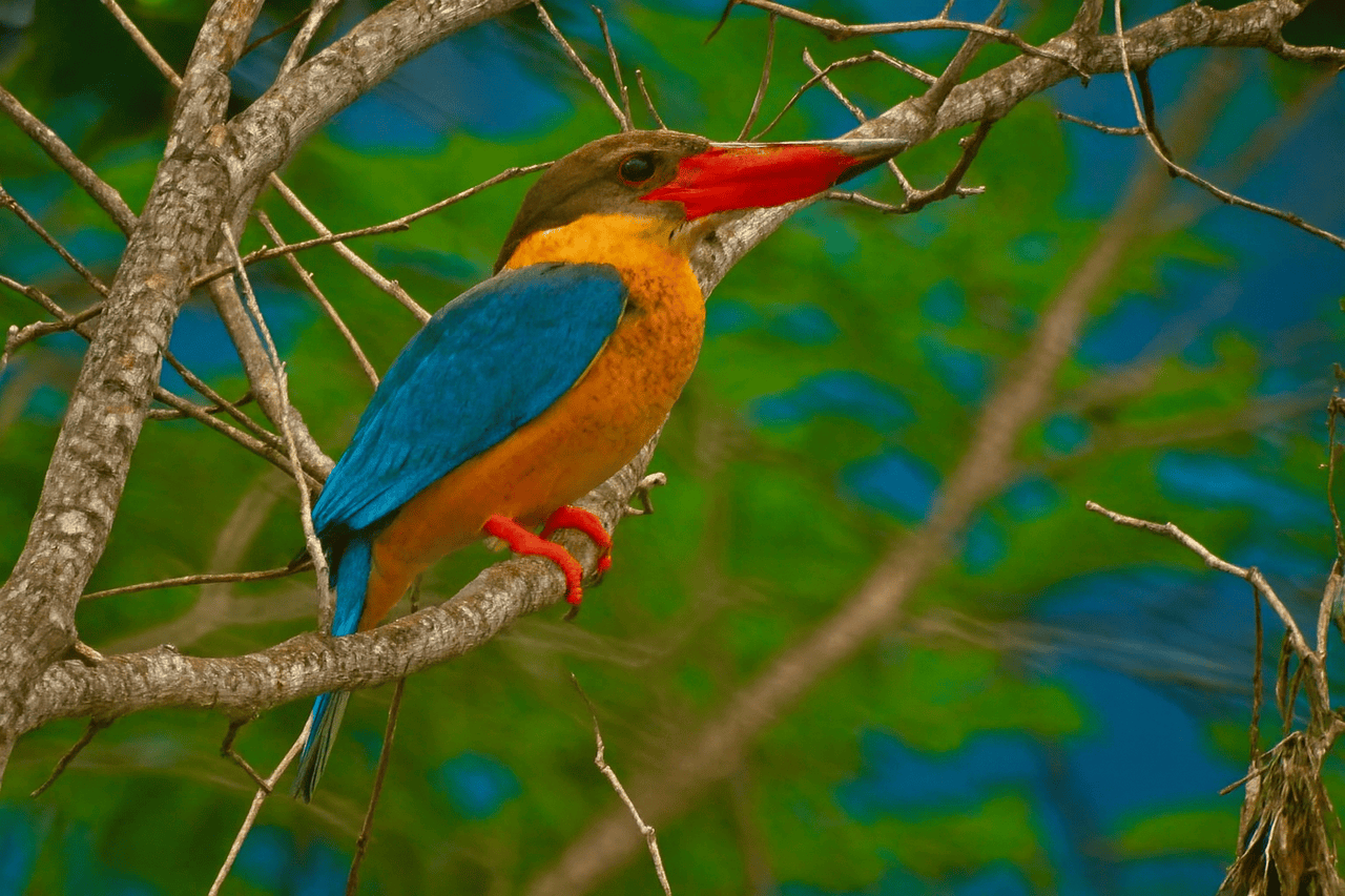 Stork-billed Kingfisher’s