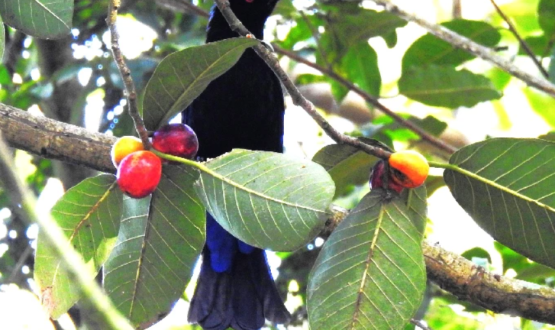 Asian Fairy Bluebird