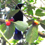 Asian Fairy Bluebird