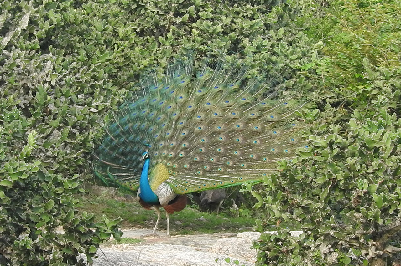 Indian Peafowl