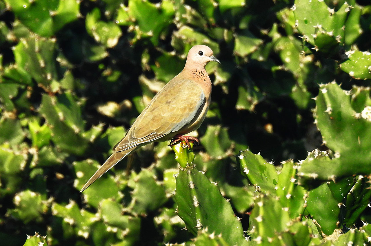 Laughing Dove