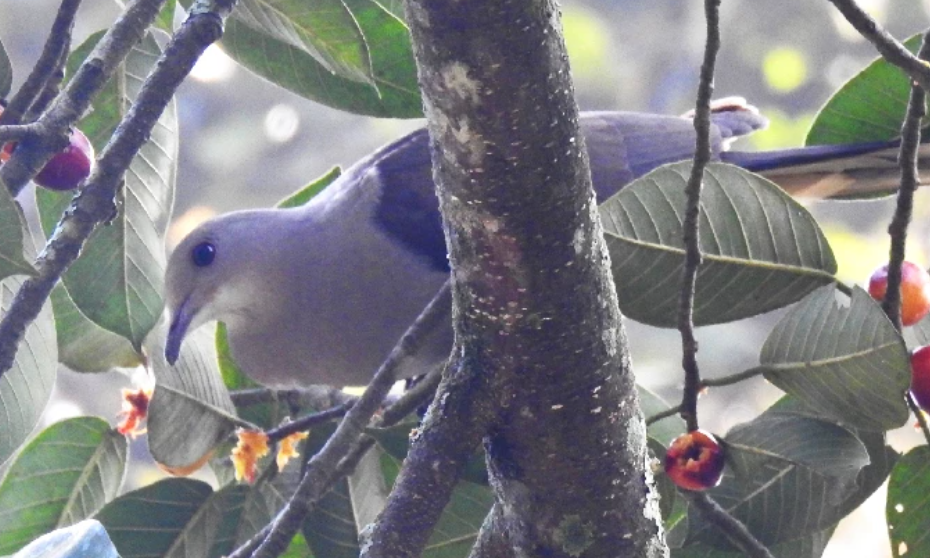 Malabar Imperial Pigeon