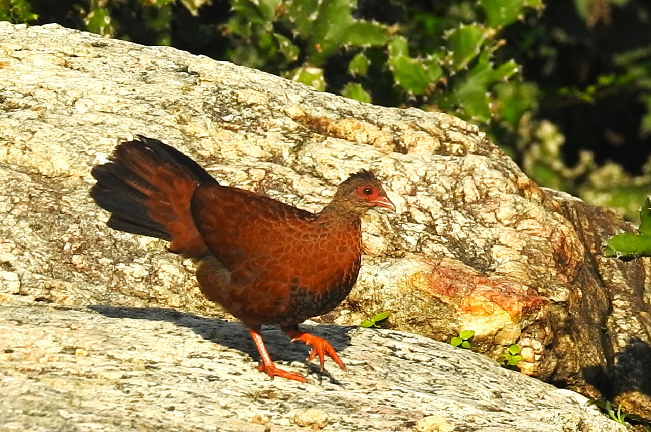 Red Spurfowl