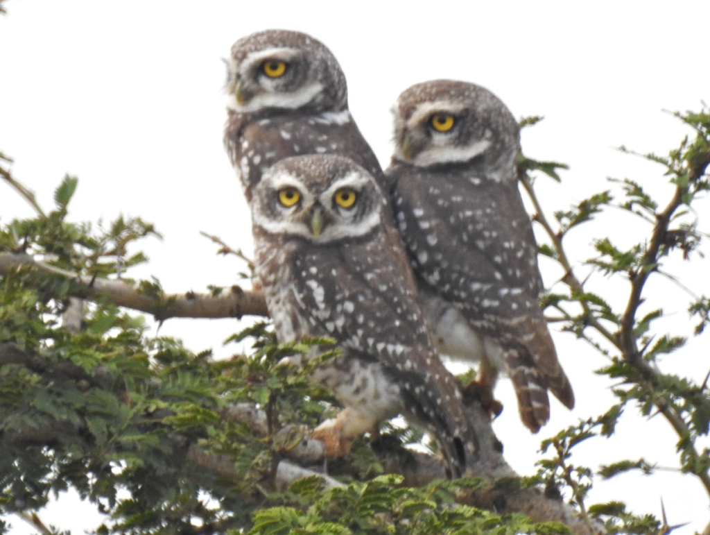 Forest bird watching