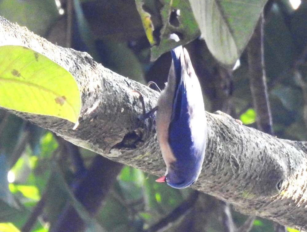 Velvet-fronted Nuthatch feeding upside down
