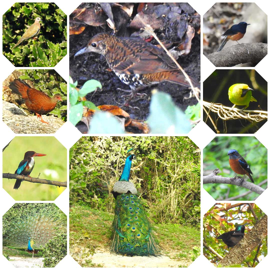 Kovai Birders Anuvavi Bird Watching