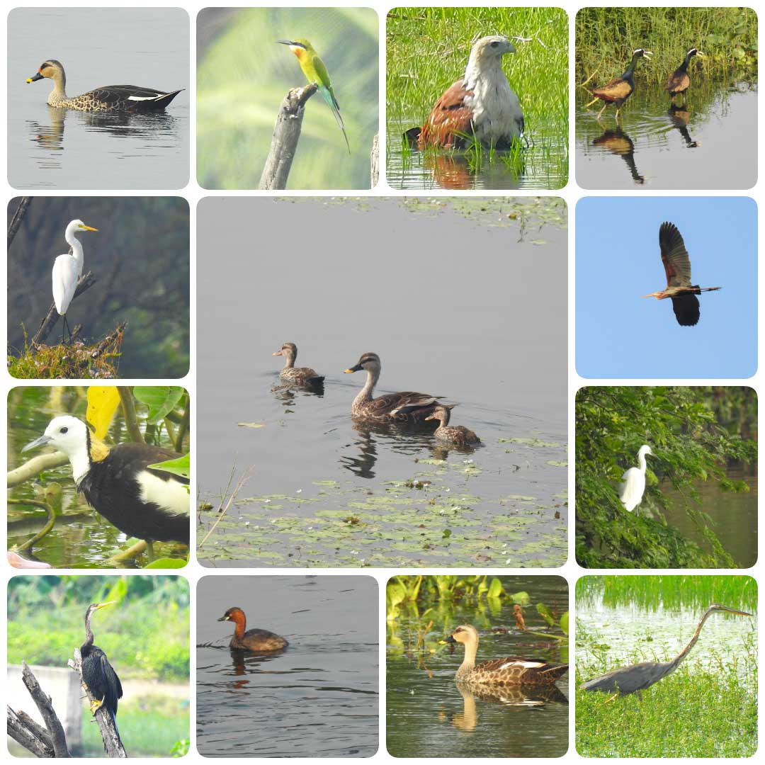 Kovai Bird Watchers