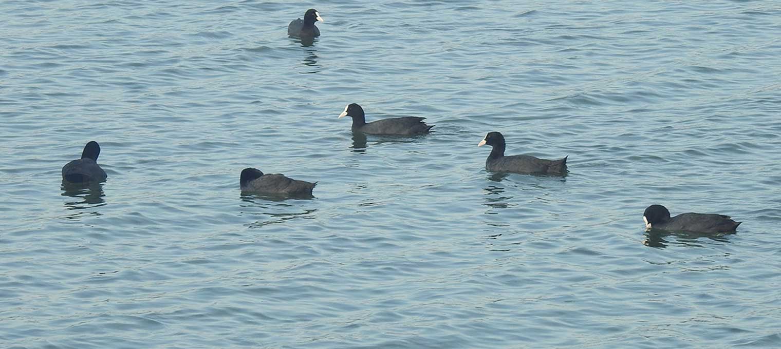Kovai Birders Eurasian Coot