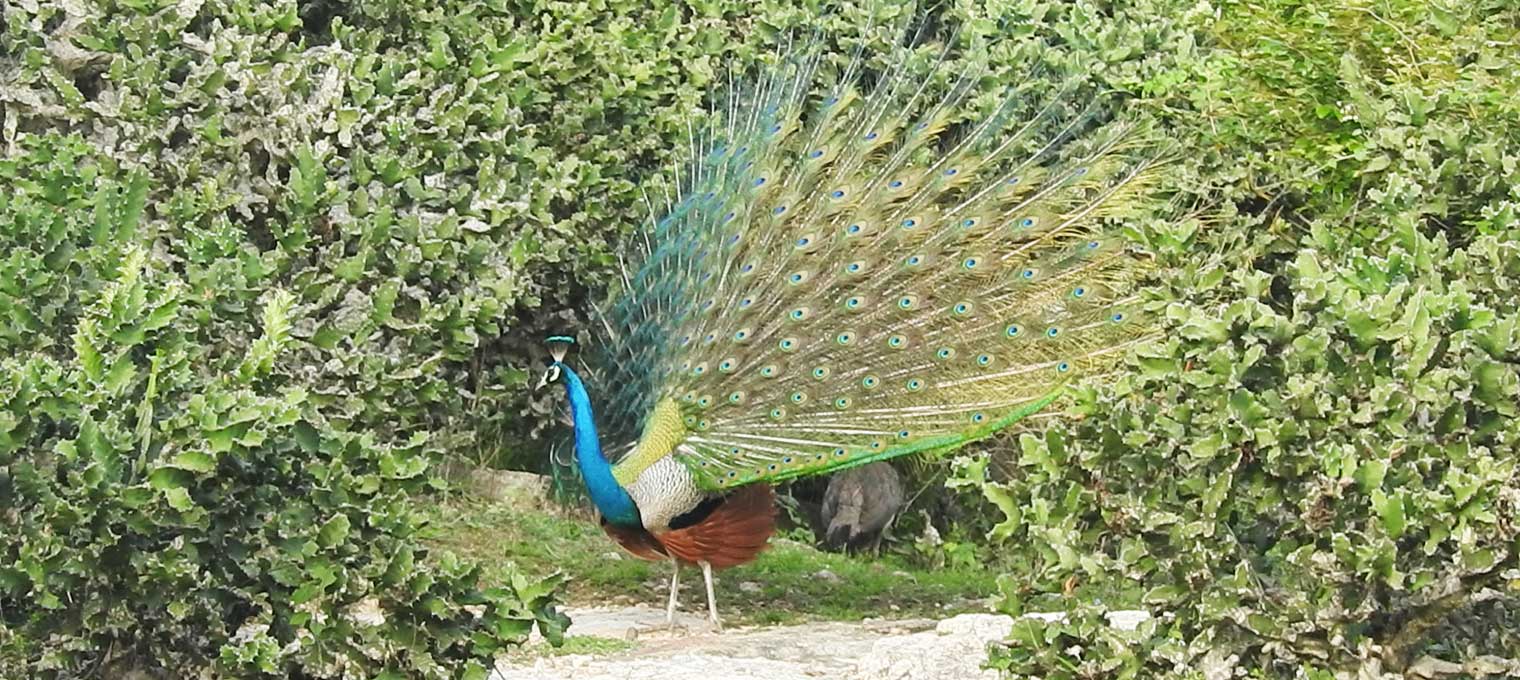 Indian Peafowl