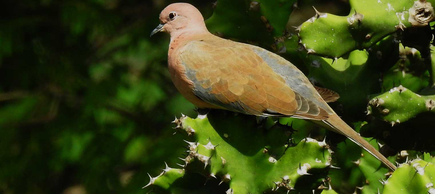 Bird Watching Laughing Dove
