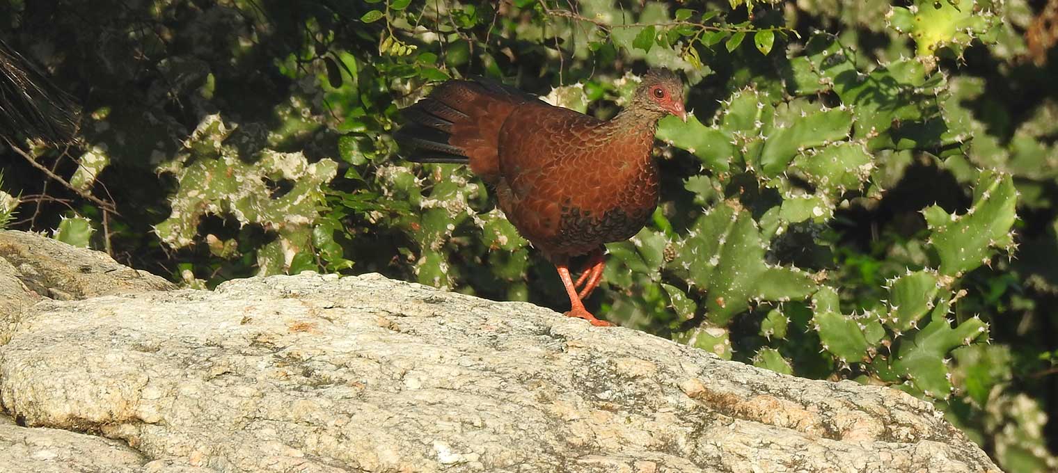 Kovai Birders Red Spurfowl