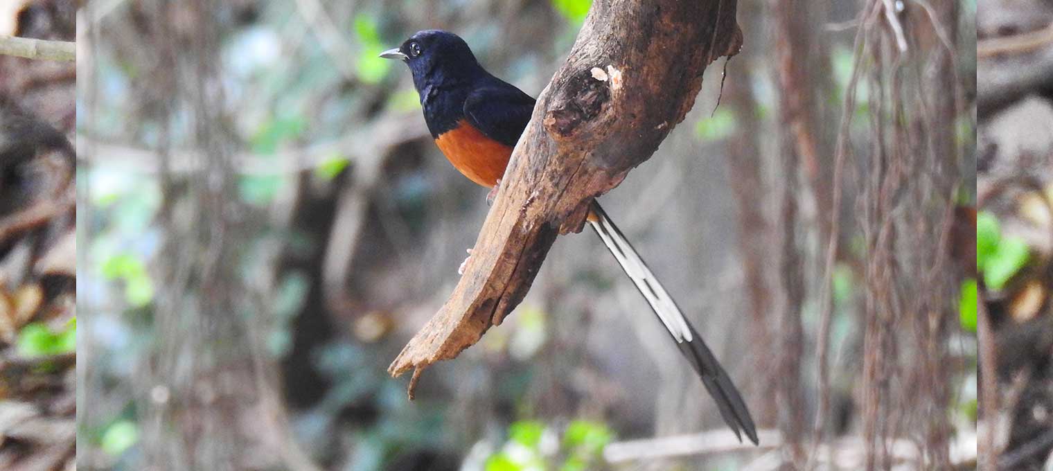 White Rumped Shama